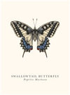 Swallowtail Butterfly Card