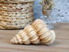 Swirling Decorative Conch Shell - Aurina Ltd