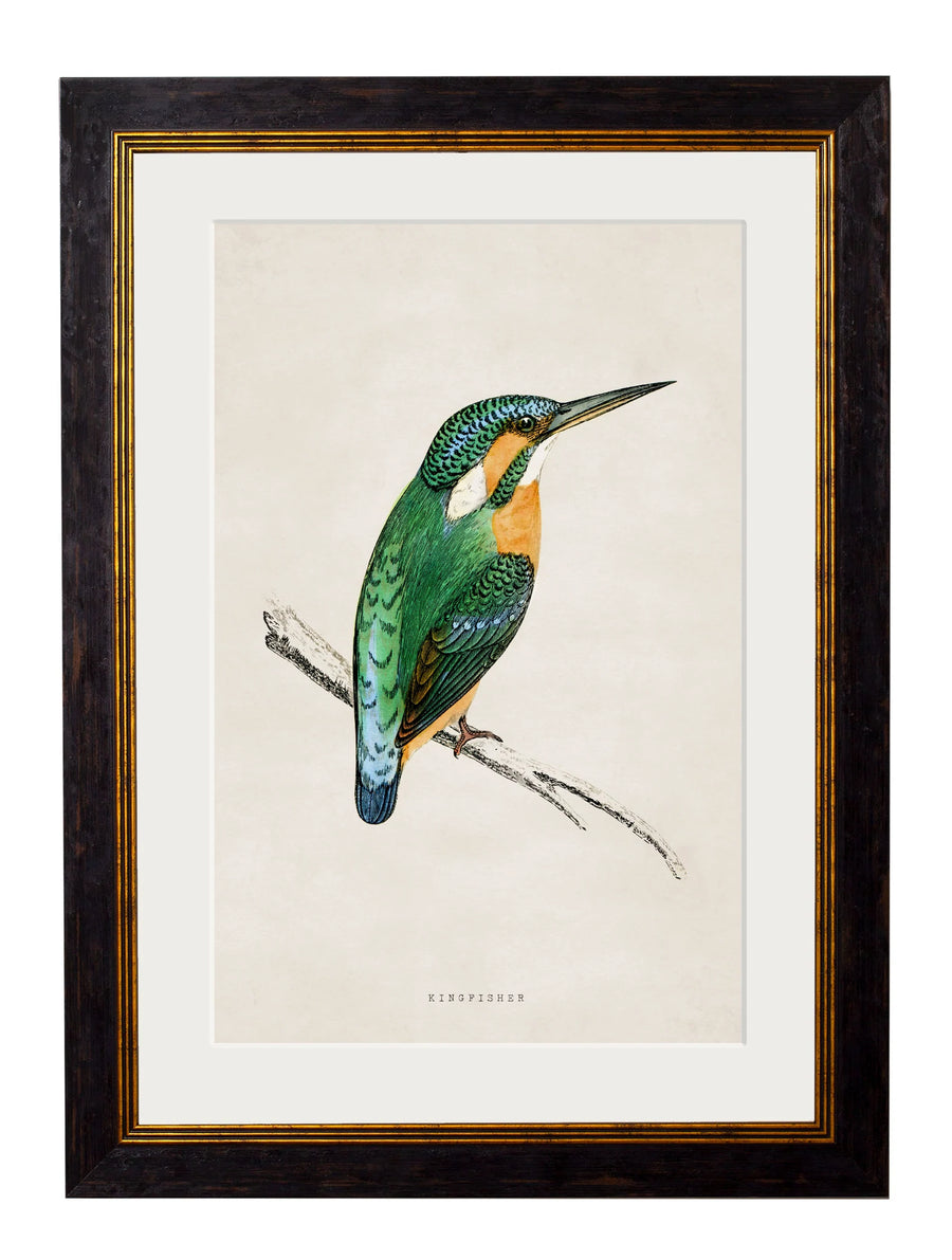 C.1870 Kingfisher and Bee Eater - Aurina Ltd