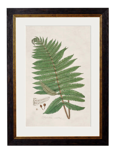 C.1831 Collection of Ferns - Aurina Ltd