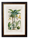 C.1877 Tropical Plants used as Food and Clothing - Aurina Ltd