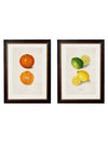 C.1886 Study of Citrus Fruits - Aurina Ltd