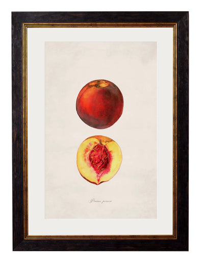 C.1886 Studies of Fruit - Aurina Ltd