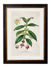 C.1877 Tea, Coffee, and Chocolate Plants - Aurina Ltd