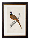 C.1850’s Pheasant - Aurina Ltd