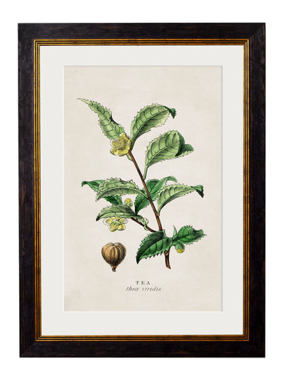 C.1877 Tea, Coffee, and Chocolate Plants - Aurina Ltd