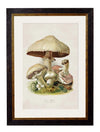 C.1913 Edible Mushrooms - Aurina Ltd
