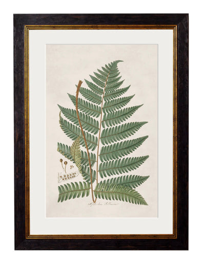 C.1831 Collection of Ferns - Aurina Ltd