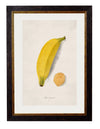 C.1886 Studies of Fruit - Aurina Ltd