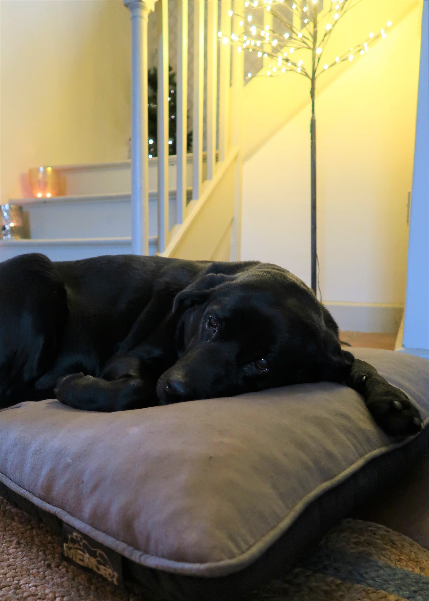 Advent Gift Guide December 6th