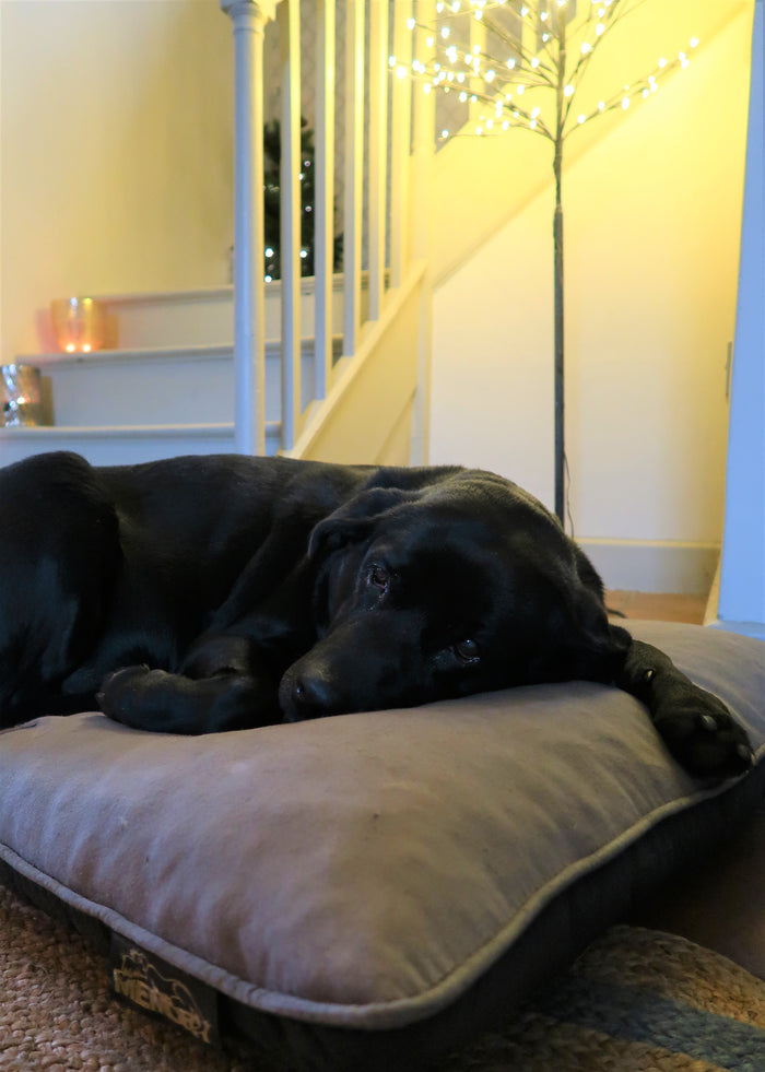 Advent Gift Guide December 6th