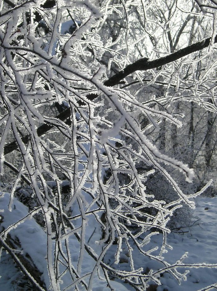Why We Love Winter