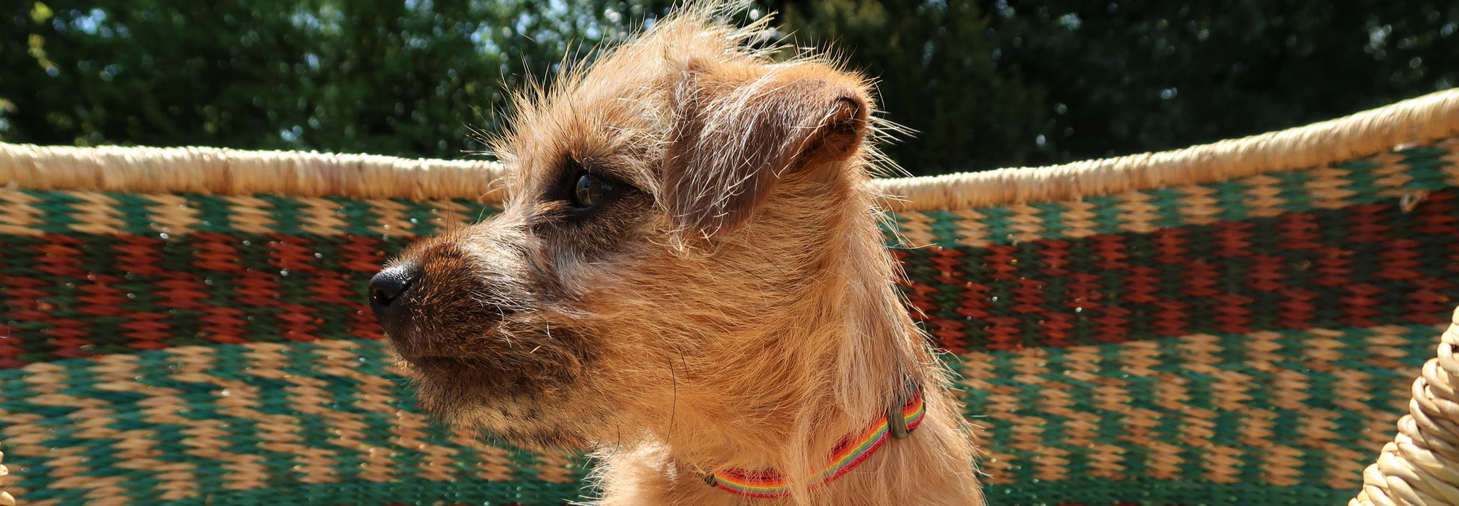 Gifts for Good Doggies