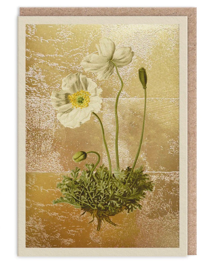 Hot Foil Papaver Alpinum Greetings Card Aurina Pop UP Ltd