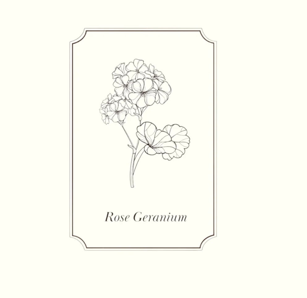 Napiers Rose Geranium Essential Oil Aurina Pop UP Ltd