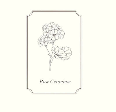 Napiers Rose Geranium Essential Oil Aurina Pop UP Ltd