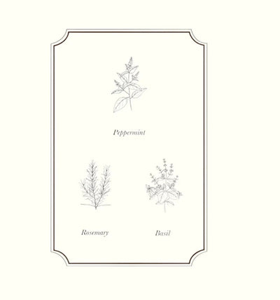 Napiers Study Essential Oil Blend Aurina Pop UP Ltd