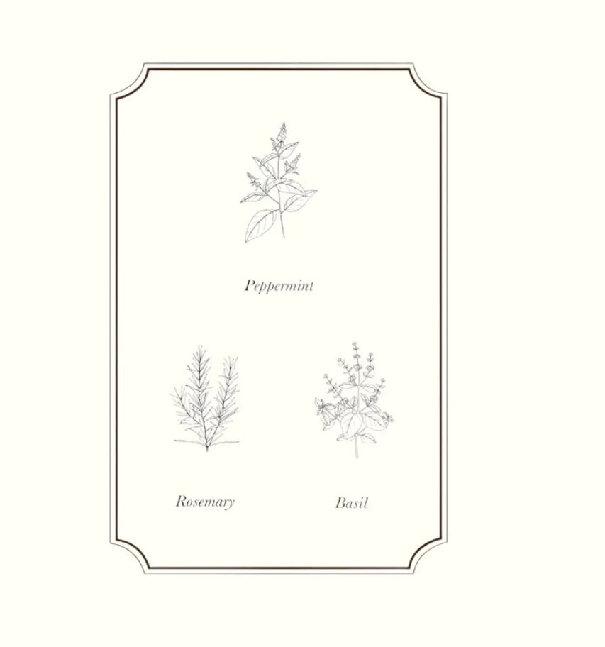 Napiers Study Essential Oil Blend Aurina Pop UP Ltd