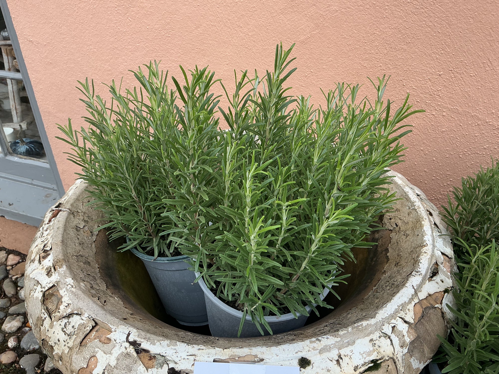 Large rosemary