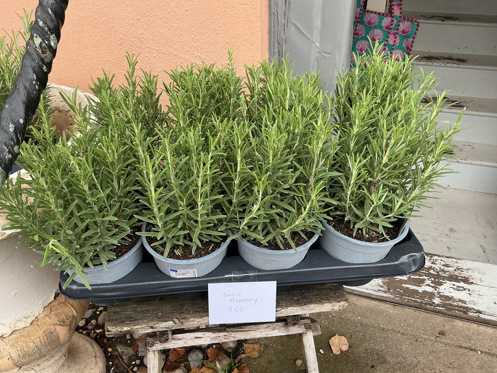 Small rosemary