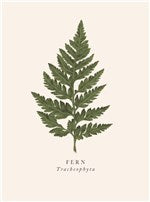 Fern Card