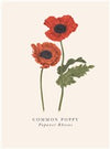 Common Poppy Card