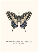 Swallowtail Butterfly Card Aurina Ltd