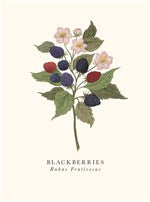 Blackberries Card