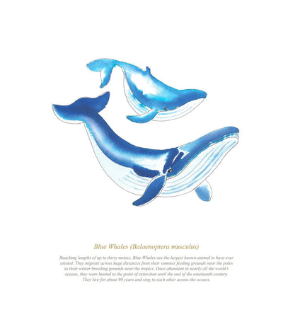Framed Blue Whales Print Aurina Ltd