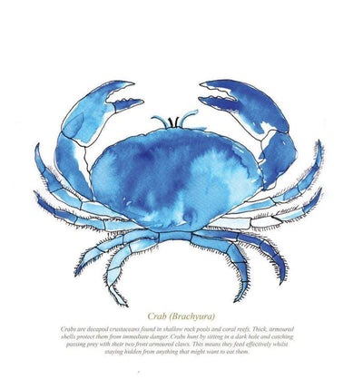 Framed Crab Print Aurina Ltd