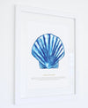 Framed Scallop Print