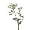 Bishops Flower - White - Aurina Ltd