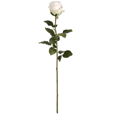 Traditional White Rose - Aurina Ltd