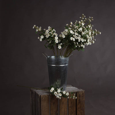 White Wild Meadow Rose - Aurina Ltd