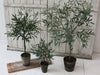 Extra Large Fabulous Faux Olive Tree in Ceramic Pot - Aurina Ltd