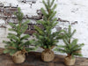 Large Fleur Fir Tree - Aurina Ltd