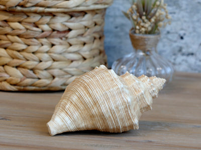 Decorative Conch Shell - Aurina Ltd