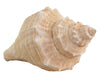 Decorative Conch Shell - Aurina Ltd