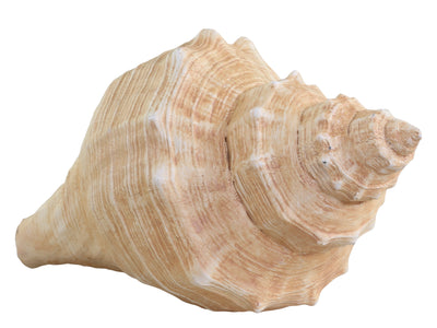 Decorative Conch Shell - Aurina Ltd