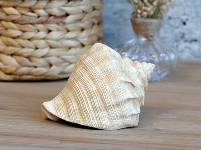 Large Decorative Conch Shell - Aurina Ltd