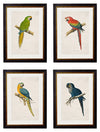 C.1884 MACAWS PRINTS - Aurina Ltd