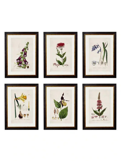 C.1837 BRITISH FLOWERING PLANTS FRAMED PRINTS - Aurina Ltd
