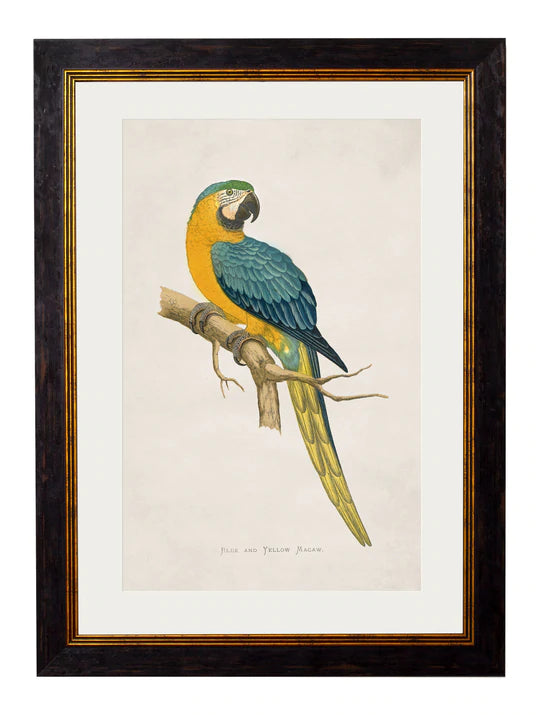 C.1884 MACAWS PRINTS - Aurina Ltd