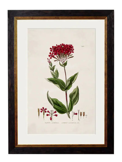 C.1837 BRITISH FLOWERING PLANTS FRAMED PRINTS - Aurina Ltd