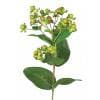 Hypericum  - Green - Aurina Ltd