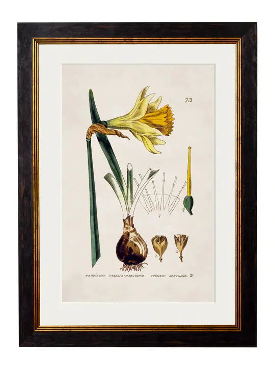 C.1837 BRITISH FLOWERING PLANTS FRAMED PRINTS - Aurina Ltd