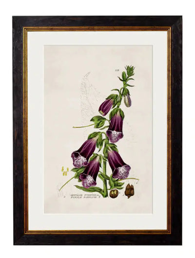 C.1837 BRITISH FLOWERING PLANTS FRAMED PRINTS - Aurina Ltd