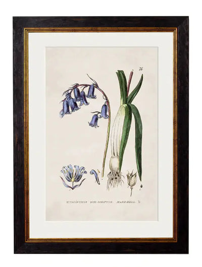 C.1837 BRITISH FLOWERING PLANTS FRAMED PRINTS - Aurina Ltd