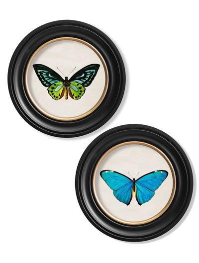 C.1836 TROPICAL BUTTERFLIES ROUND FRAMES - Aurina Ltd