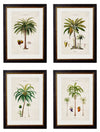 C.1843 Studies of South American Palm Trees - Aurina Ltd